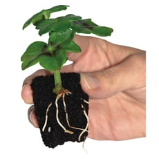Peat free propagation plugs bag of 60
