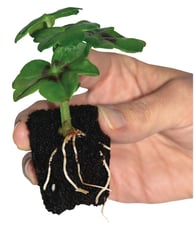 Peat free propagation plugs bag of 60